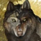 wolf 1